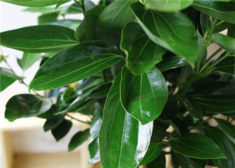 平安树叶子干尖发黑怎么解决,平安树叶子尖发黑干枯用什么药水