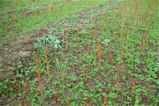 天麻的生长习性是什么,天麻深度解析