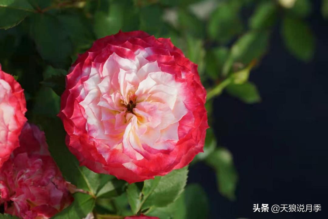 优雅女士月季花,奇葩月季品种图片