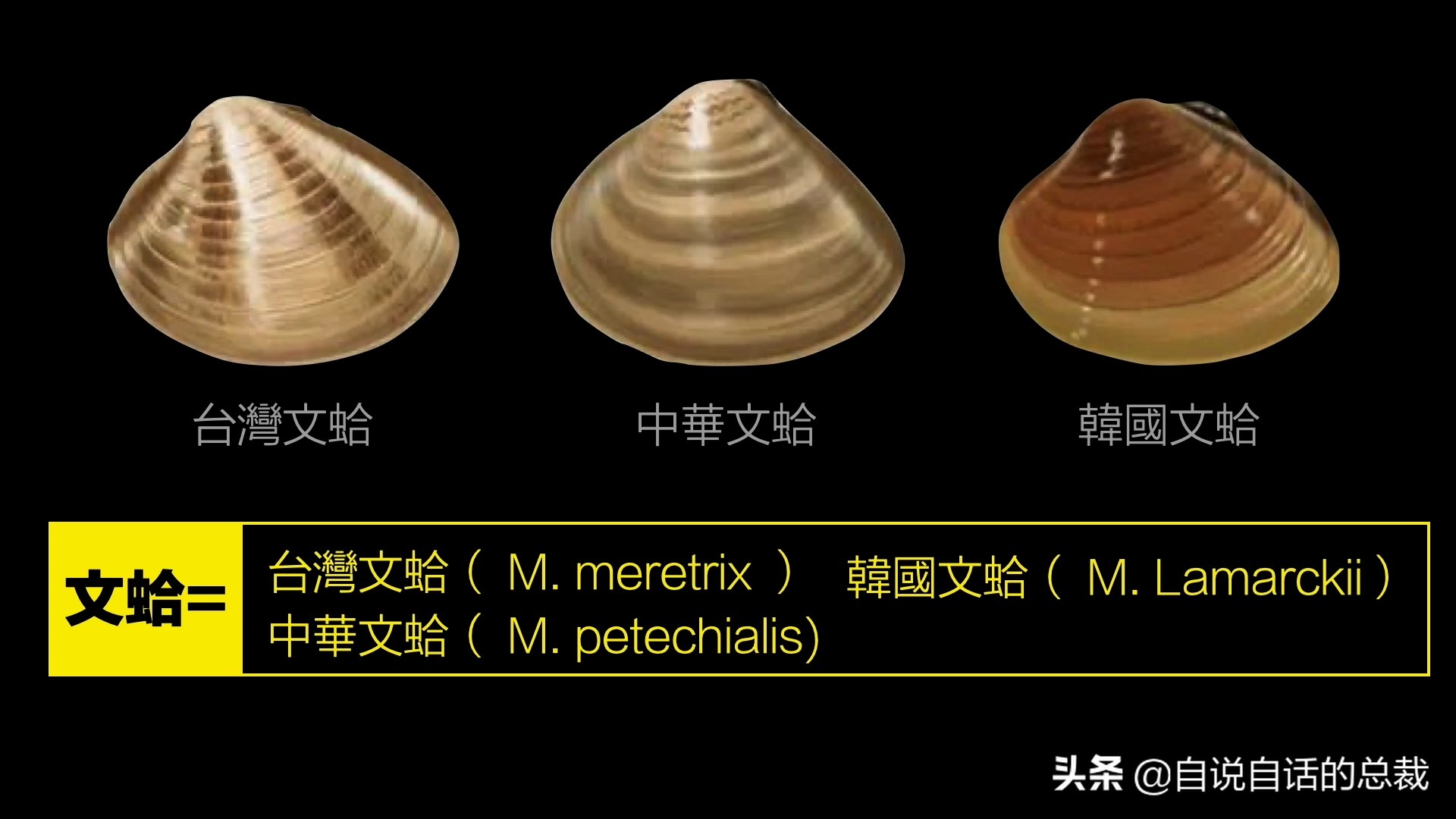 蛏子与小人蚬的区别,贻贝蛤蜊有什么区别