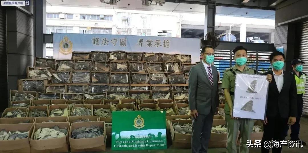 香港海关破获大宗*私走**鱼翅案！3万余条濒危鲨鱼被捕杀