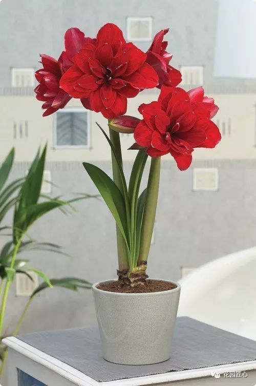 朱顶红为什么老是烂球,怎么才能让朱顶红不生小球