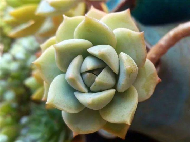 什么多肉夏天也可以继续生长,教你十大多肉养护技巧