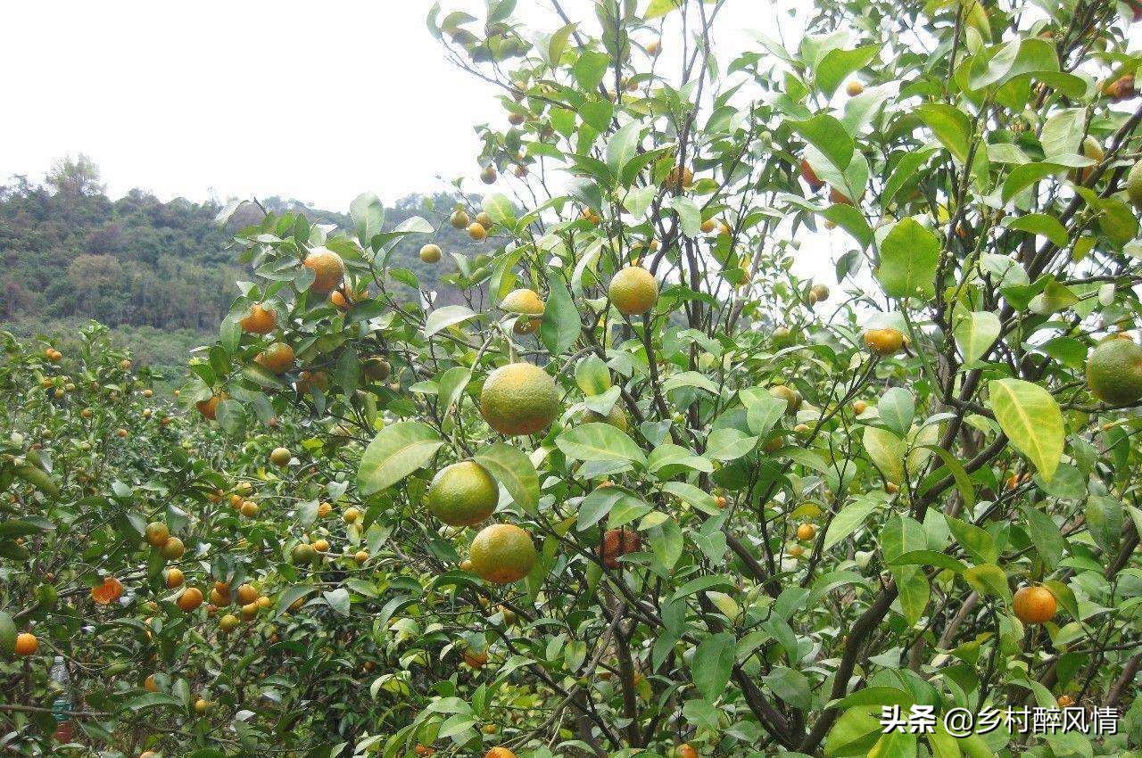 泰国红黑胶囊能治黄龙病吗,黑红胶囊可以治黄龙病吗