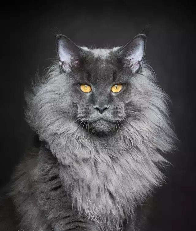 缅因猫小猫跟大猫一个价格吗,一只布偶猫一只缅因猫