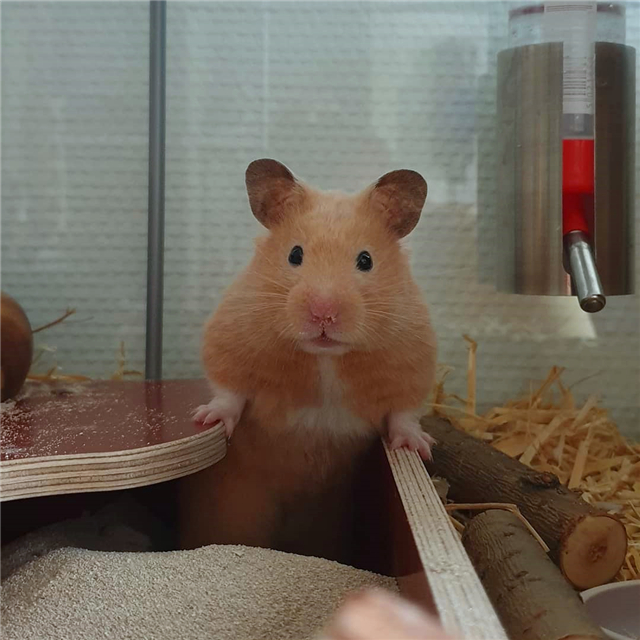 仓鼠不爱吃鼠粮是什么原因,仓鼠不吃鼠粮是怎么回事