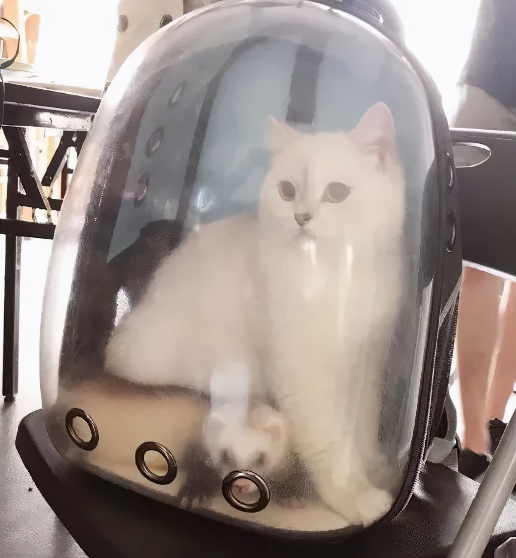 安格鲁貂和玛雪儿貂哪个性格好,可爱安格鲁貂