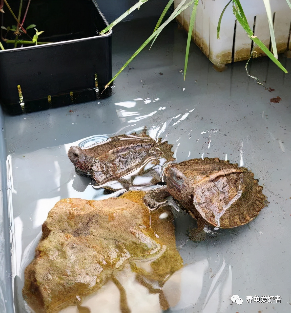 刚到家的龟浮水不肯下水怎么回事,又到了不吃饭也要吃螃蟹的季节