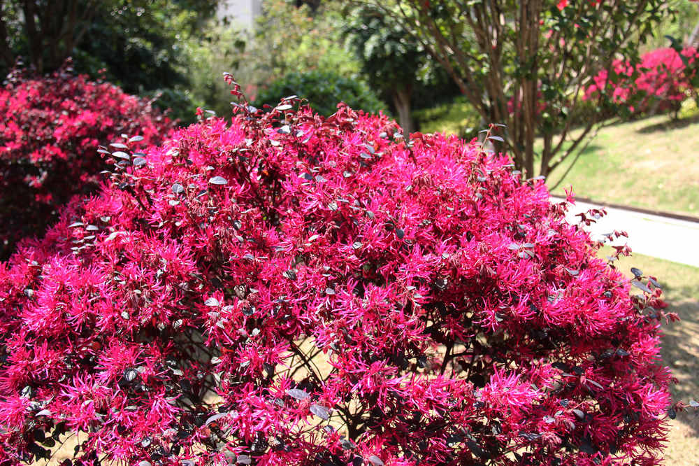 20种常见花草黑名单,40种常见花草