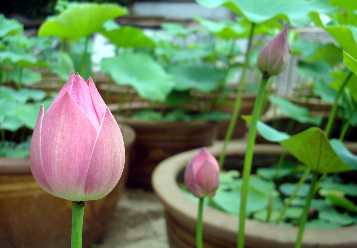 菜藕要种几年才开花,盆栽菜藕的从种植到收获时间