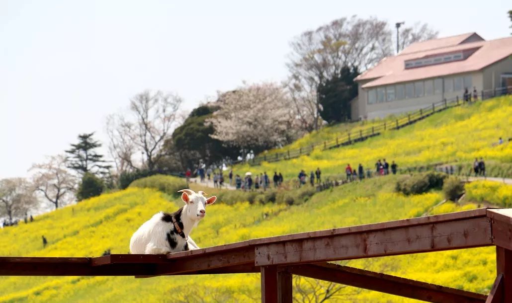 日本生态农业庄园,日本田园农场排行榜