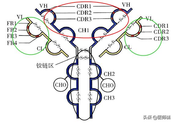 医学免疫知识点大全,医学免疫名词解释速成