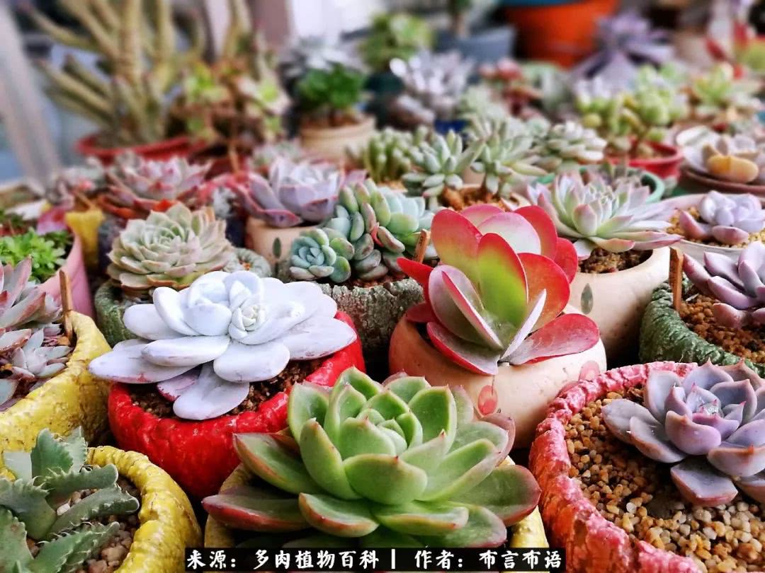 多肉的真实生活感悟,多肉的生活感悟