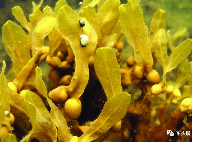 鱼缸中褐藻和绿藻的区别,海水藻缸褐藻需要清理吗