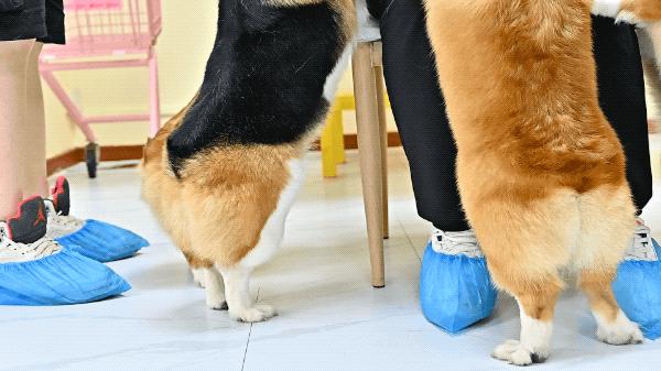 吸屁屁，短腿大耳肉嘟嘟，这家店进去就出不来了…