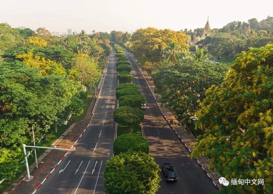 紫檀花开独一无二,紫檀花开了视频