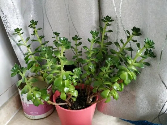 买回来的多肉怎么养,多肉蒂亚的叶子一摸就掉是咋回事