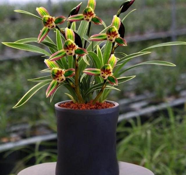 此兰火了30年，至今热度不减，一花双色，兰香浓郁，摆一盆很高雅