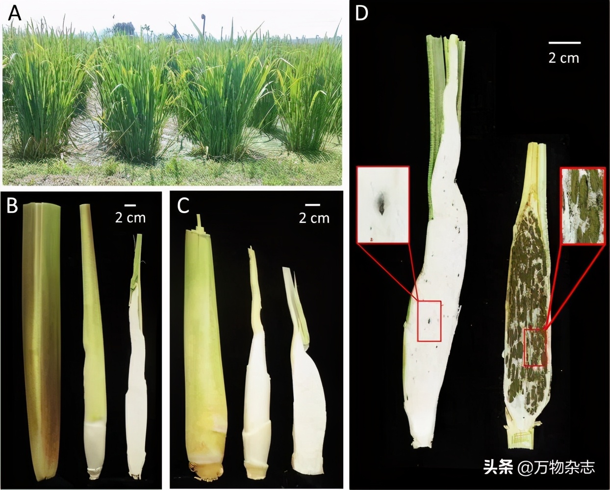 吃了坏玉米会中毒吗,玉米坏了有什么危害