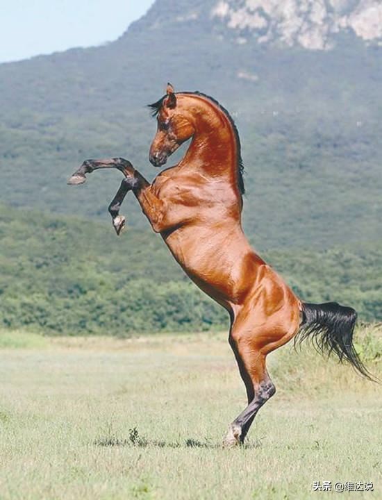 汉武帝时期汗血宝马价格,中国古代的汗血宝马真的灭绝了吗