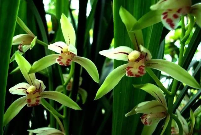 一花一世界的兰花,一花一世界的蝴蝶兰