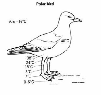 又要下雨了小鸟怎么办,雨这么大该怎么走