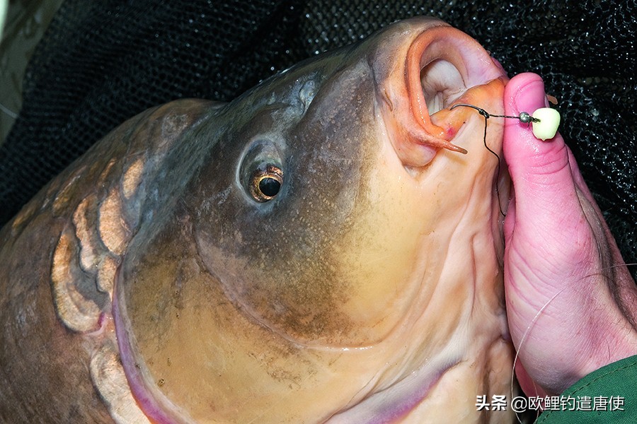 欧洲疫情催生钓鱼热？名企推新手套装钓大鲤鱼