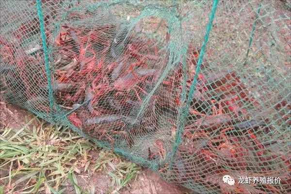 投资养殖小龙虾100亩成本多少钱,小龙虾成本与利润
