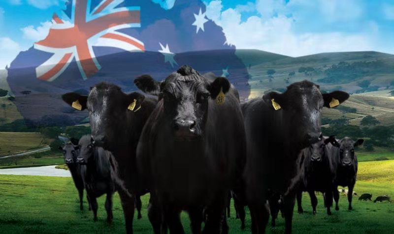 大商集团是国内500强吗,中国500强商业公司排名2021年