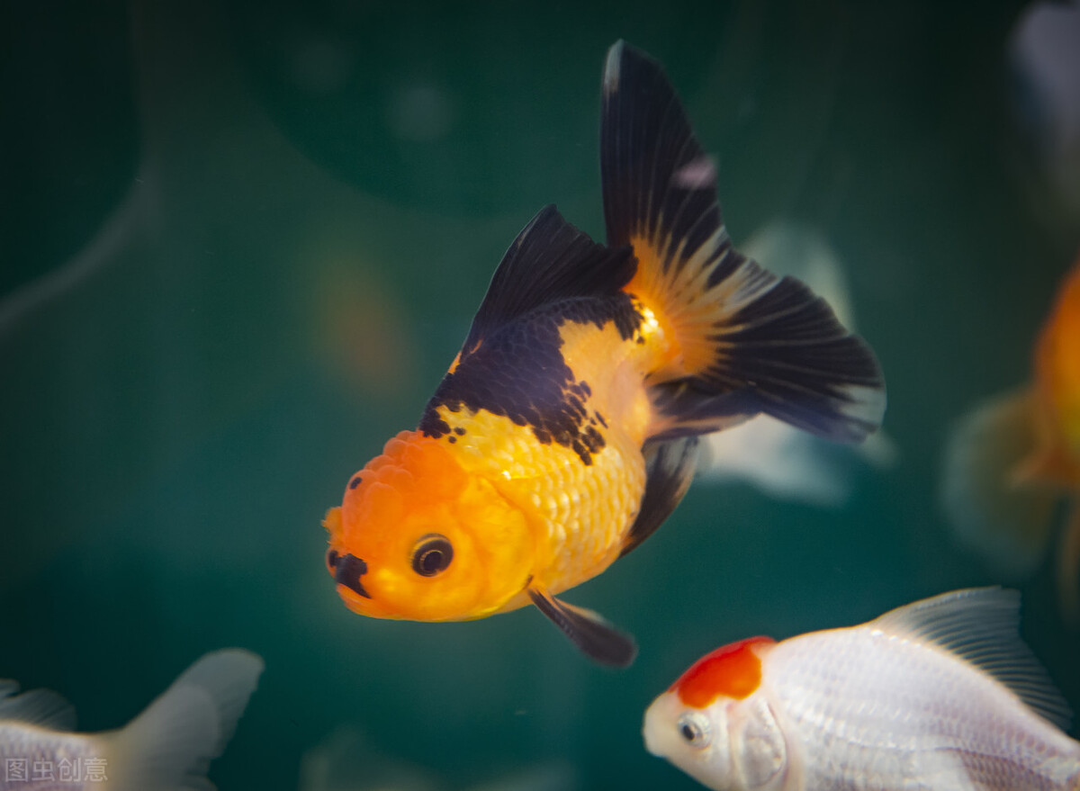 养鱼换水多少天换一次,养鱼换水换一半好还是全部换好