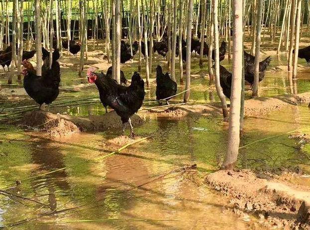 养殖生态鸡致富新路子,散养蛋鸡致富经