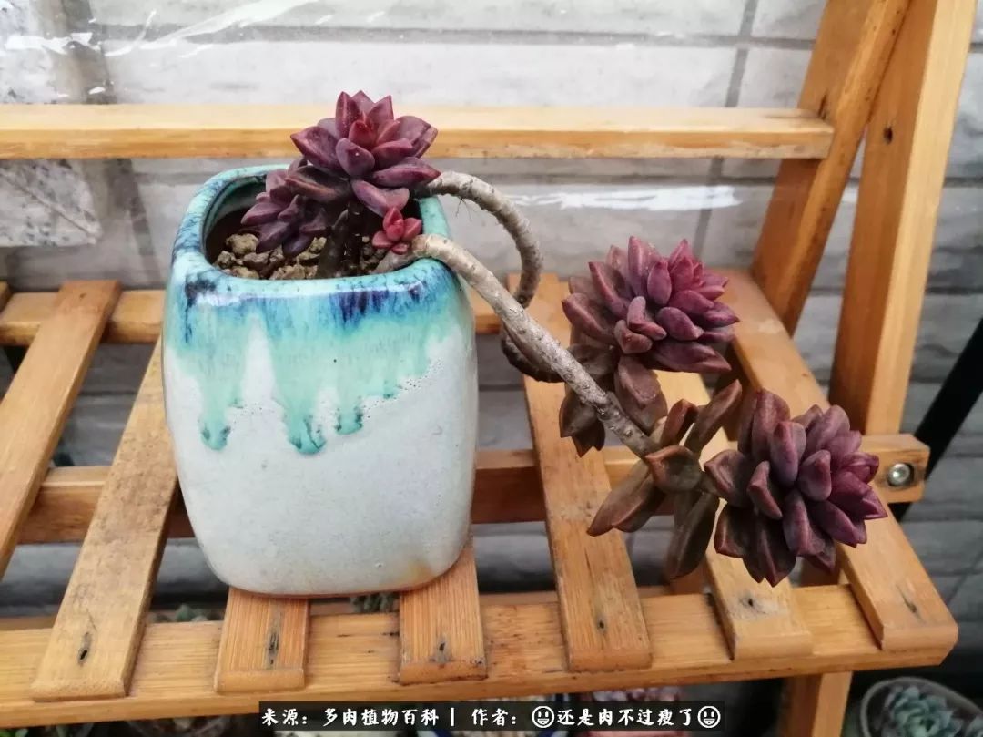 日照弘一法师,日照法师请师父