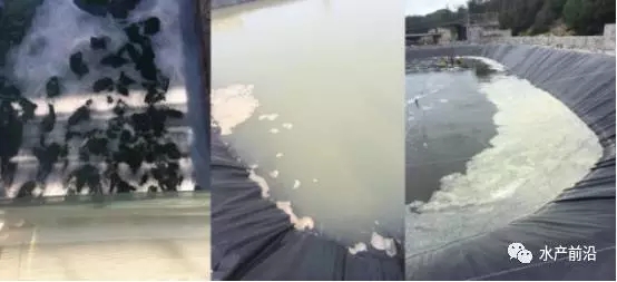 拒绝潜规则后如何处理,鱼池泡沫多最简单的处理方法