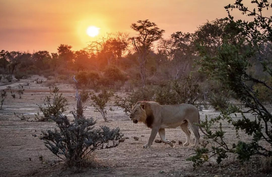 非洲猎游全攻略，让你分分钟玩转非洲草原