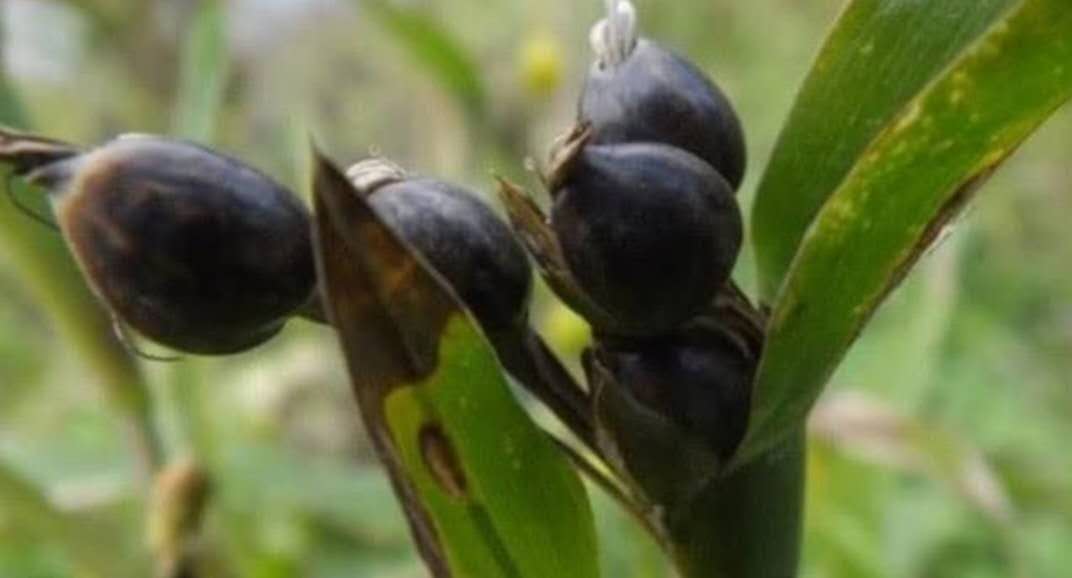 灶台不对窗是什么意思,门帘如泪珠的含义