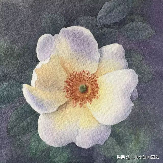 100种花卉绘画,100多张花卉线描手稿素材赶快收藏