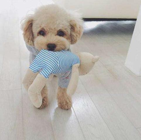 新手养泰迪要避免哪些错误,养泰迪必须知道的事