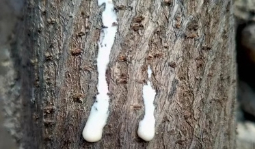 农村常见树木,白色汁液让人嫌弃,果实像“灯笼”,可用来治藓