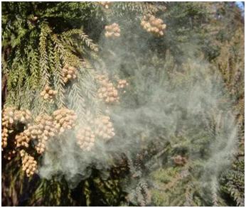 为了替你出气,我们给讨厌的杨柳絮来个“以暴制暴”