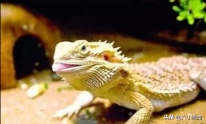 怎么样养好鬃狮蜥苗子,鬃狮蜥是一只养好还是一对养好