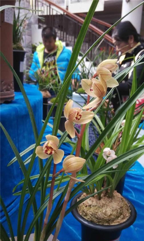 保山莲瓣兰名品有哪些,保山莲瓣兰与贵州莲瓣兰对比