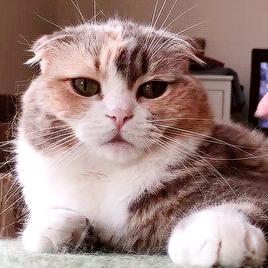 如何处置调皮的小猫咪,怎么让猫咪变得调皮捣蛋