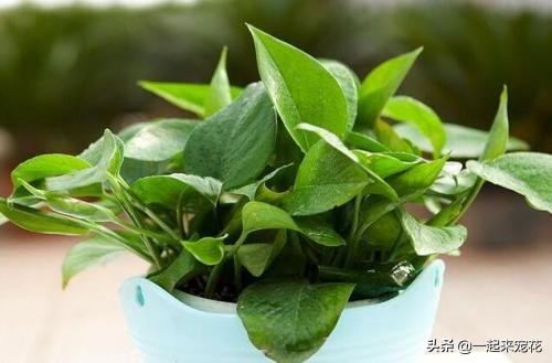 绿萝千万别这么养，一养就黄叶招虫，学会这一招，绿的能流油！