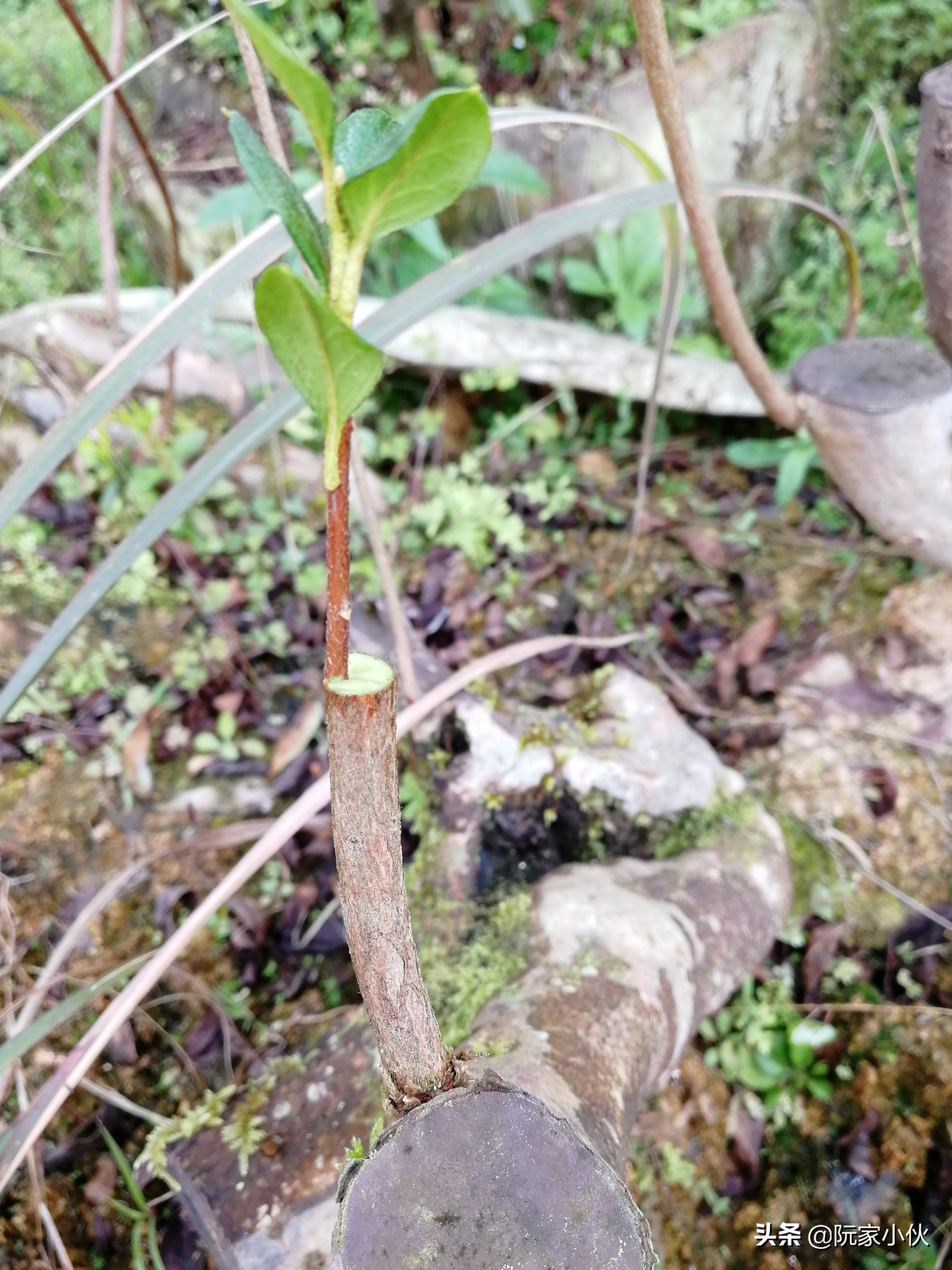 映山红嫁接的杜鹃怎么养护,映山红嫁接杜鹃多久长芽