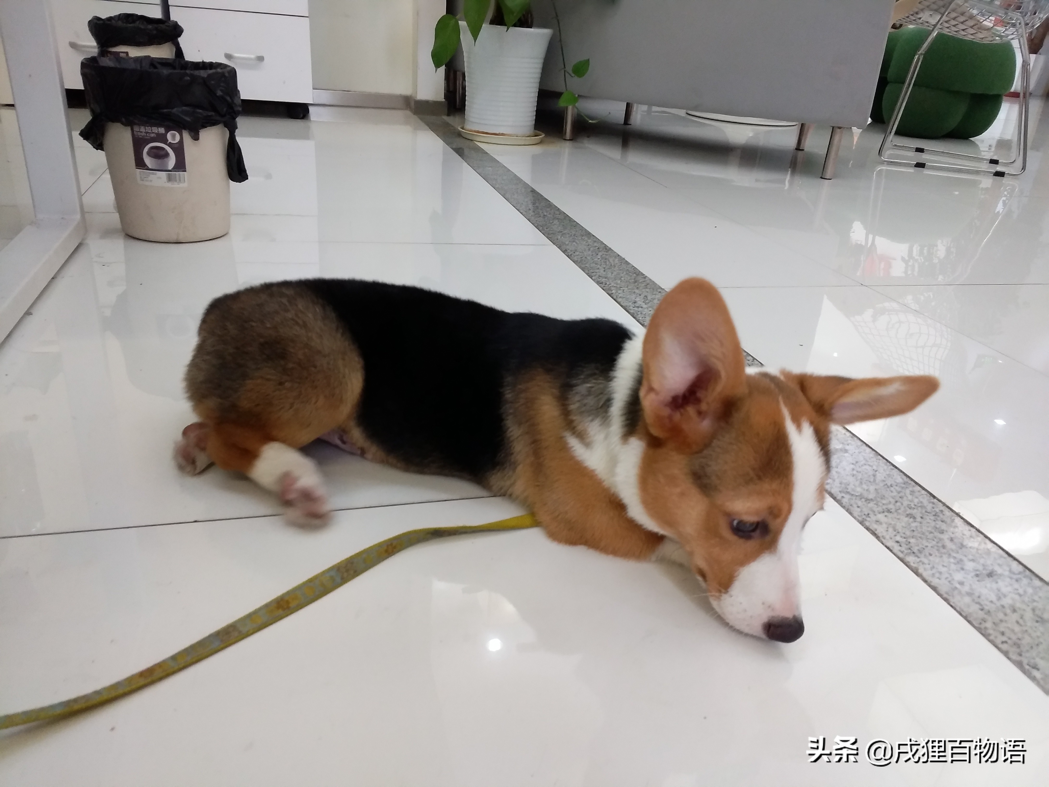 小母狗绝育后出现奇怪行为,母狗绝育后尿失禁恢复期