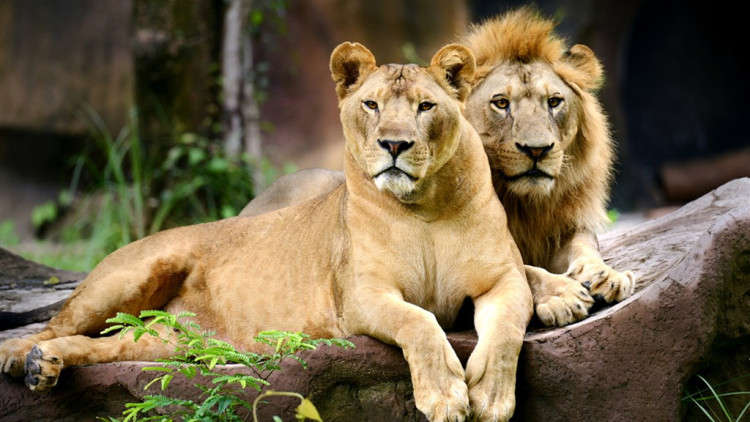 狮子和老虎打架的故事,老虎和狮子打架谁厉害