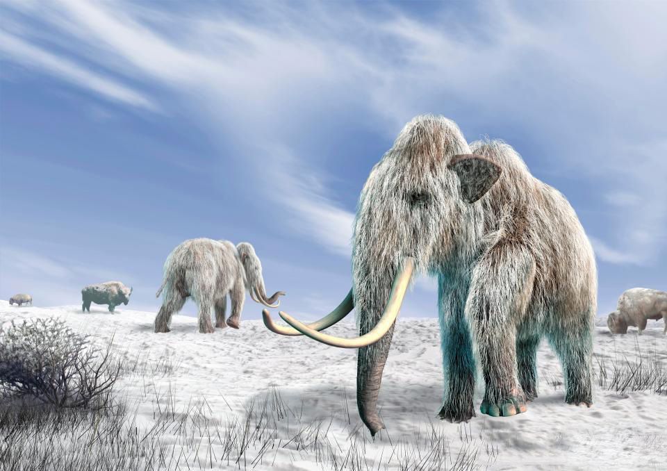 猛犸象杀死原始人,猛犸象杀人事件