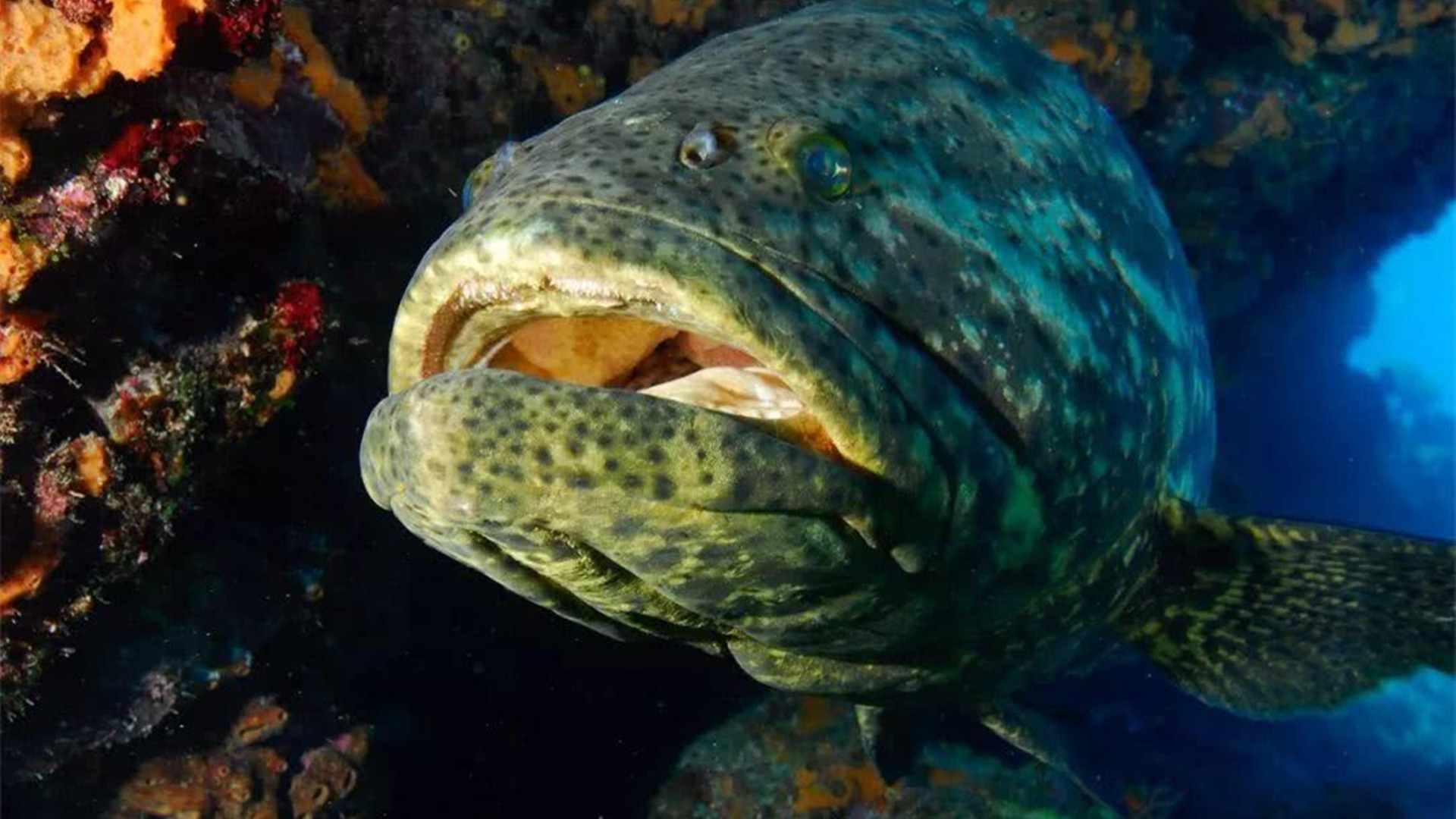 海里的巨型石斑鱼为什么不能吃,石斑鱼吃巨型鲨鱼视频