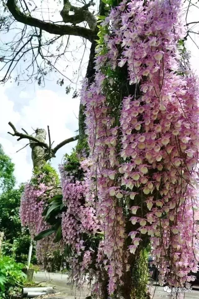 石斛兰用苔藓包着水培不烂根吗,石斛兰花烂根要怎么挽救