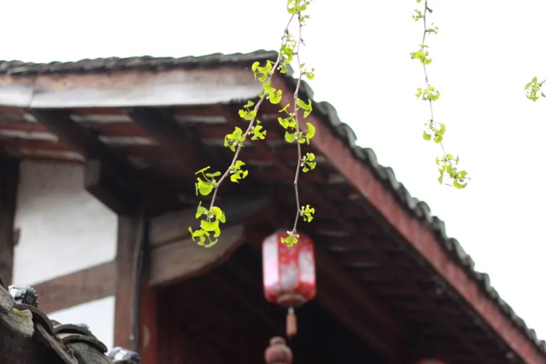 遇见阆中原声,遇见阆中的作品